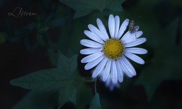 SDIM0338大_88-00
