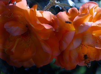 SDIM0655大5_88-00