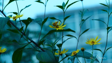 SDIM99953_88-00_