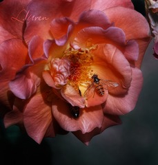 SDIM2152大_88A-00