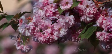 SDIM7981大__88-00