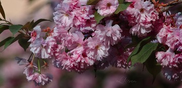 SDIM7981大__9-88-00