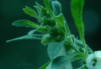 SDIM0827大_A88-00