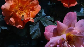 SDIM9492大_88-00
