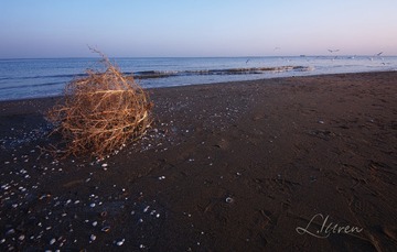 SDIM22032_88-00
