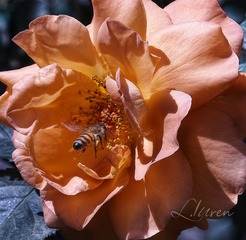 SDIM9383_C88-00