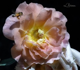 SDIM9271_88-00