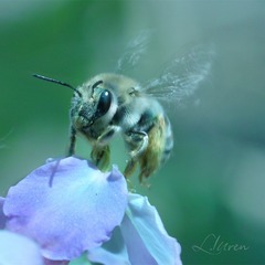 SDIM9189A_88-00