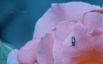 SDIM9199大_88-00