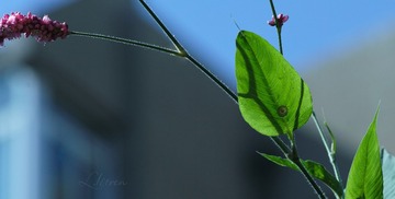 SDIM4347大_88-00