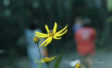 SDIM0900大_88-00