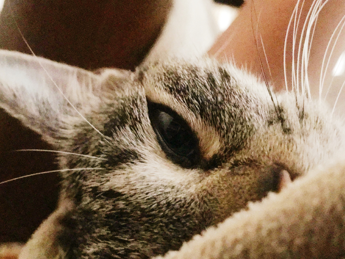 早上一睁眼,猫猫睡在身边,睡眼朦胧的看着我