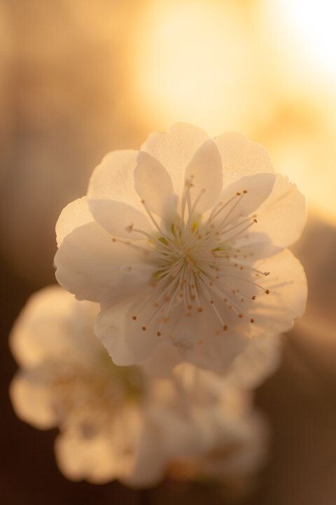 某花<br />
