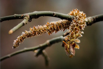 _MG_8230.jpg