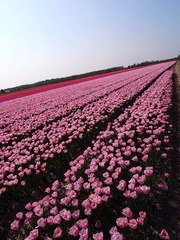 花の海 (1)