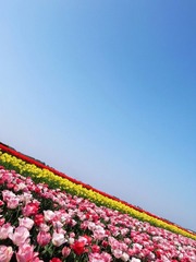 花の海 (2)