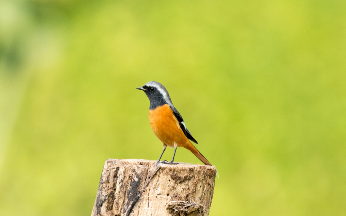 鸟类特写抓拍北红尾驹公