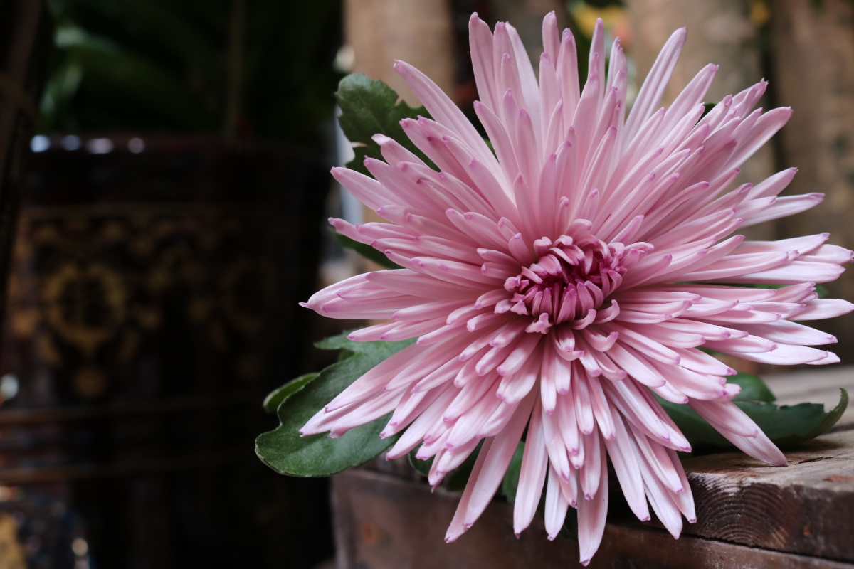 静物摄影拉丝菊