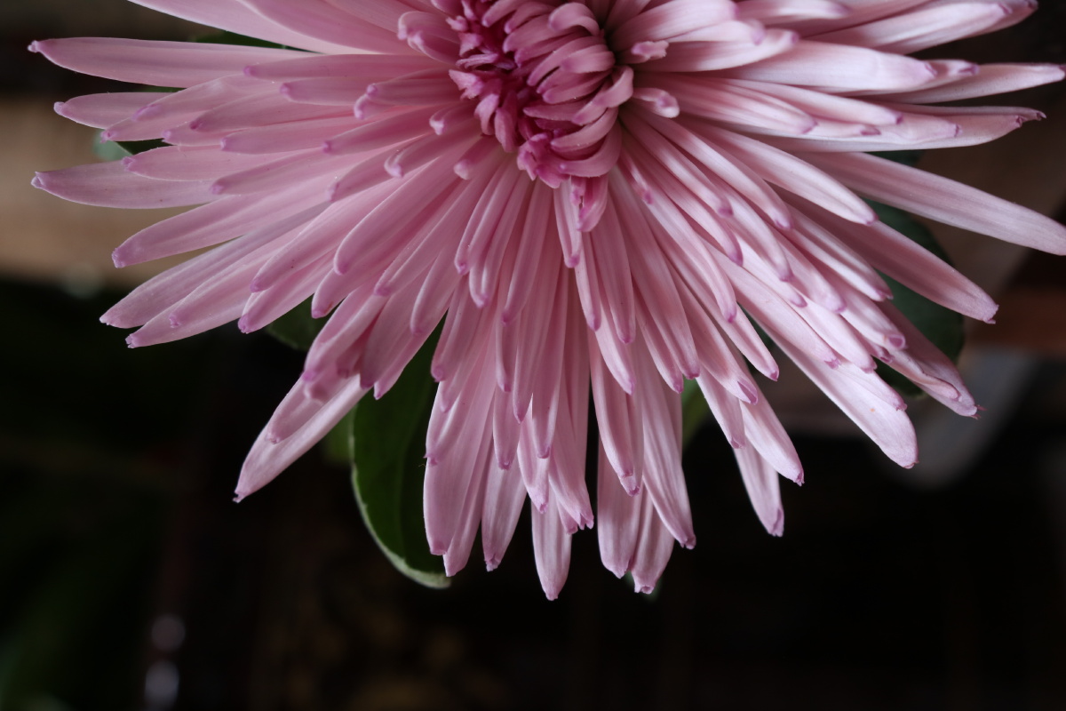 静物摄影拉丝菊