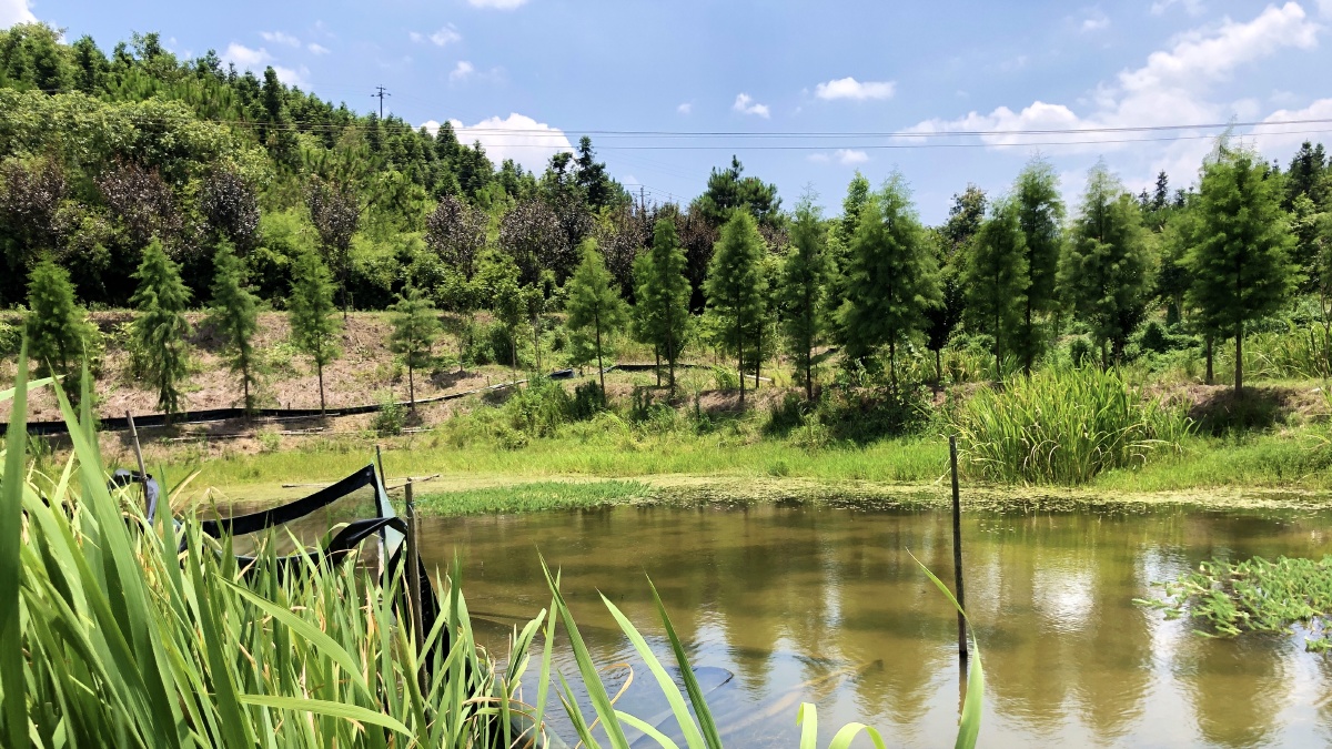 湿地山塘养小龙虾