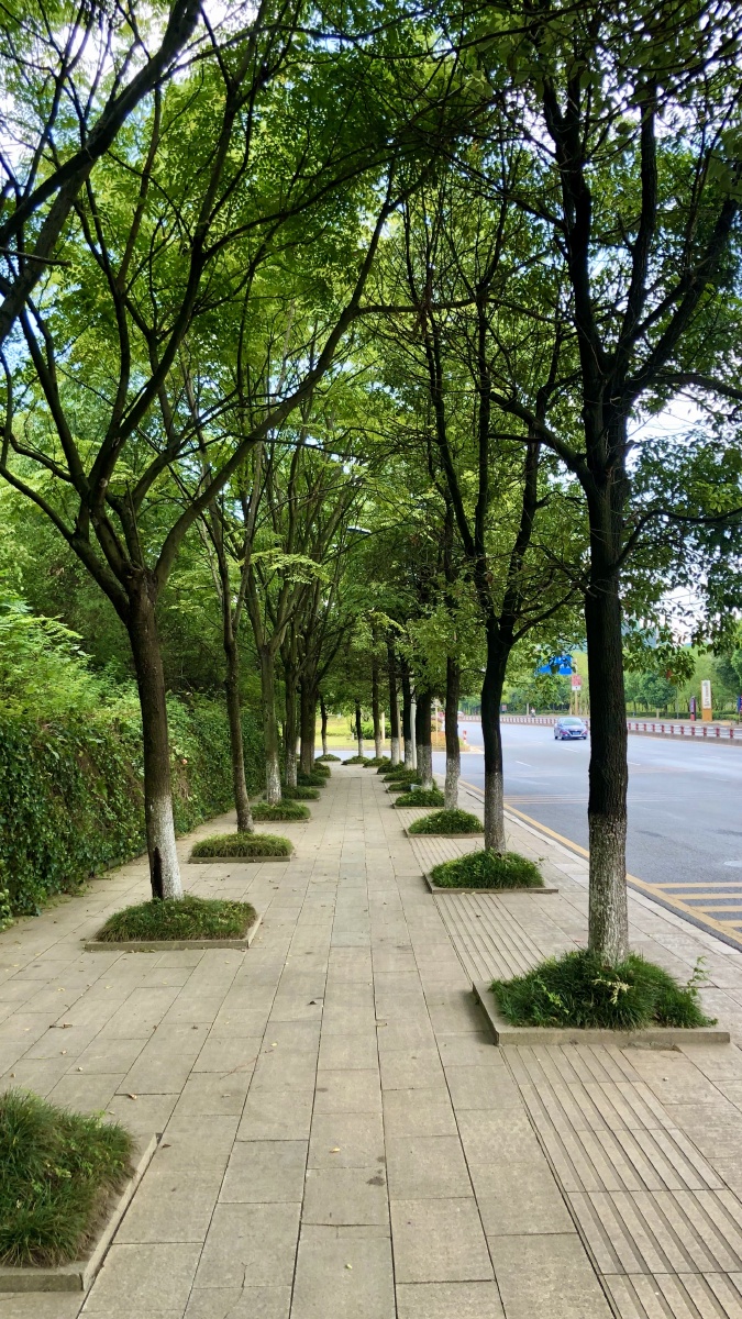 城市夏天人行道绿阴