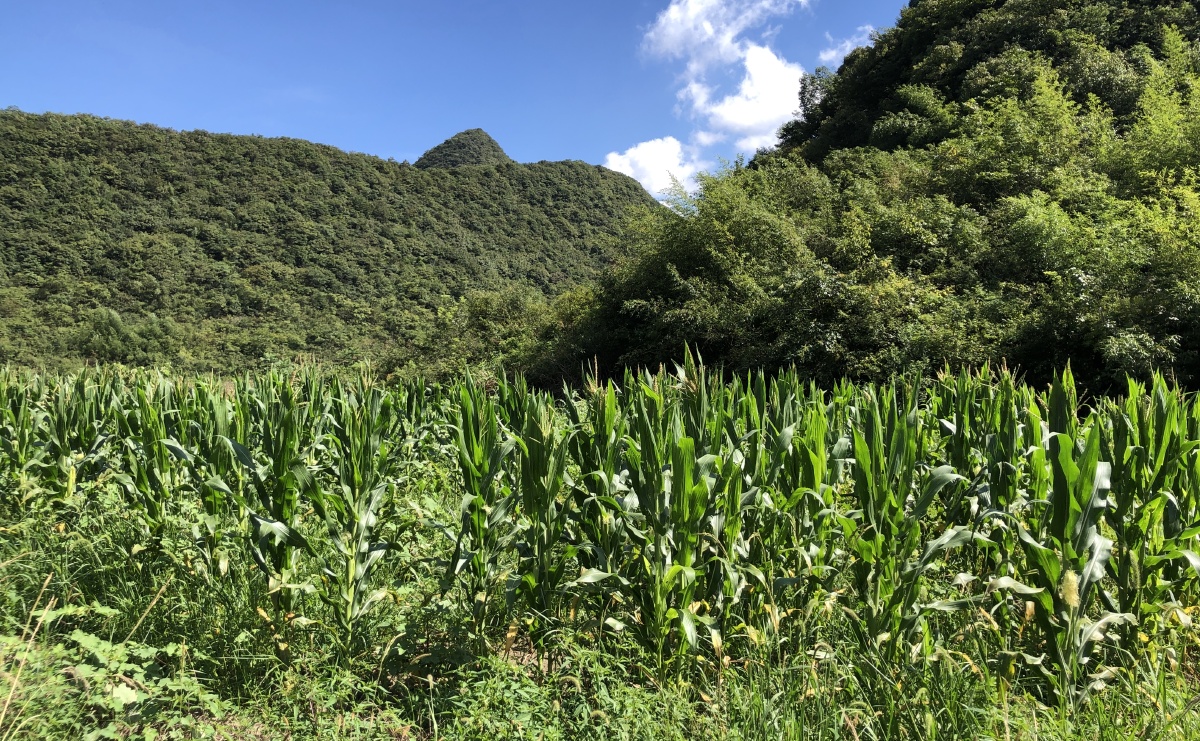 高山玉米,乡村振兴,绿色,高品质 - 热门有术手机摄影 - 图虫