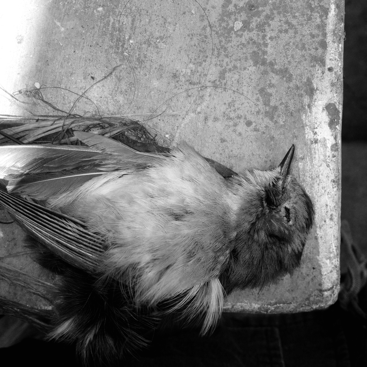 阳台上的死麻雀