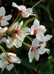 DSC00037_副本.jpg