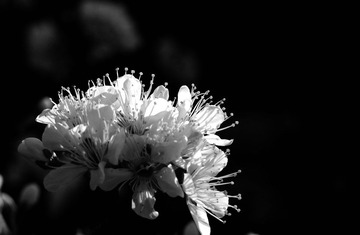 DSC_0016.jpg