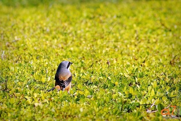 茫茫