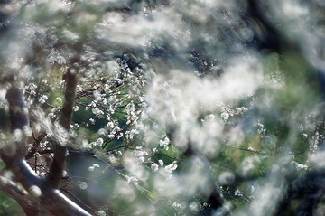 花如雪