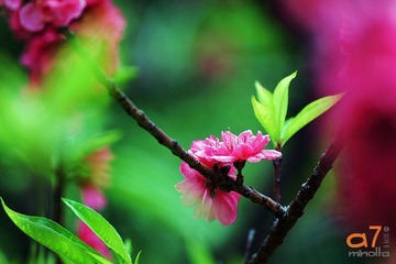 桃花
