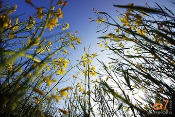 油菜花