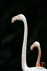火烈鸟
