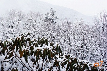 叶枝雪
