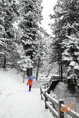 在雪里在林间