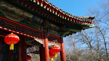 鹈鶘