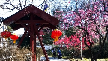 鹈鶘