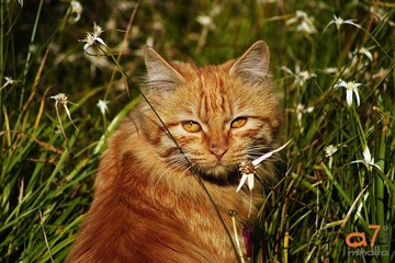 猫