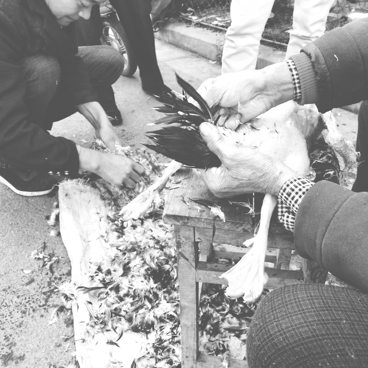 菜市场手拔鸭毛