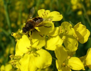 IMG_4055_