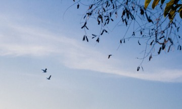 IMG--2