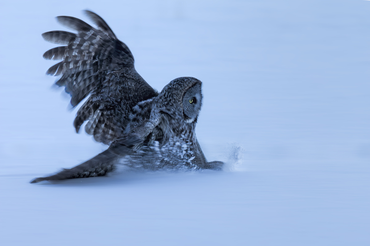 a great grey owl was sliding in the snow trying to
