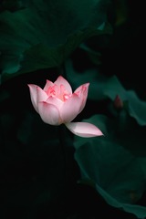 81DD8647-3A60-43AD-87D4-8D63B51409ED/L0/001