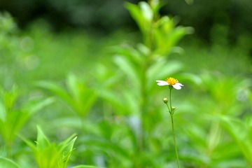 小花
