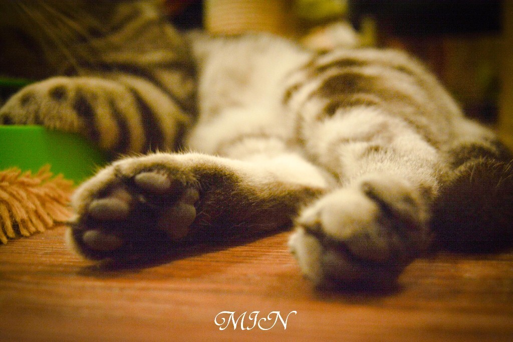 葛猫躺