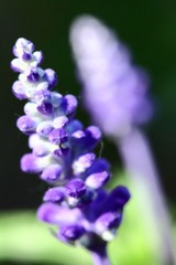 IMG_4422.jpg