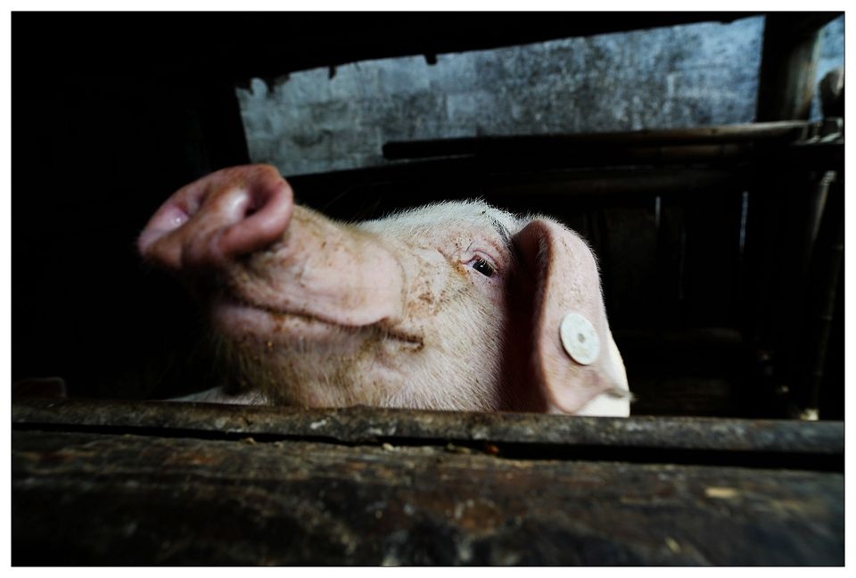 眼睛 br /> 长溪镇憨憨的猪,努力的睁着小小的好奇的眼睛向外张望着