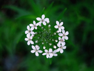 花环