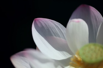 薄如蝉翼